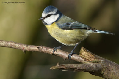 Blue Tit