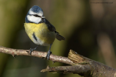 Blue Tit