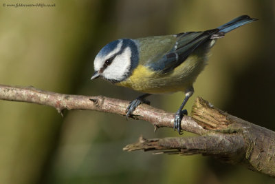 Blue Tit