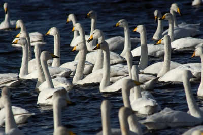 Whooper Swan