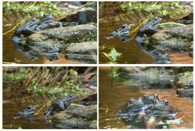 Common Frogs in my garden pond