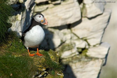 Puffin