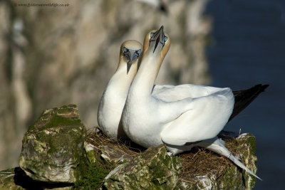 Gannets