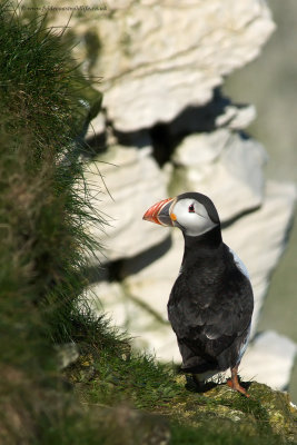 Puffin