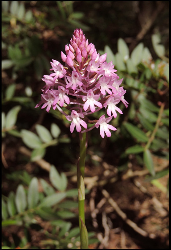 Pyramidal Orchid - Anacamptis pyramidalis - Salepsrot.jpg