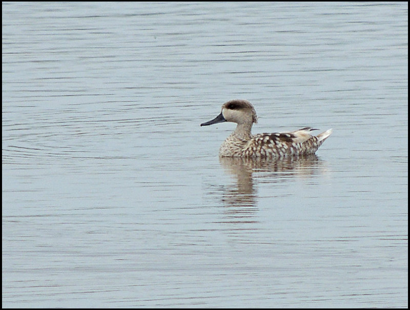 Marbled Teal - Marmorand .jpg