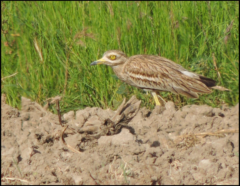 Stone Curlew - Tjockfot .jpg