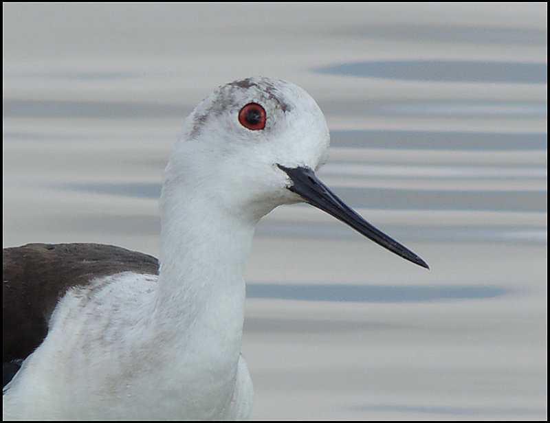 Black-winged Stilt - Styltlpare 1.jpg