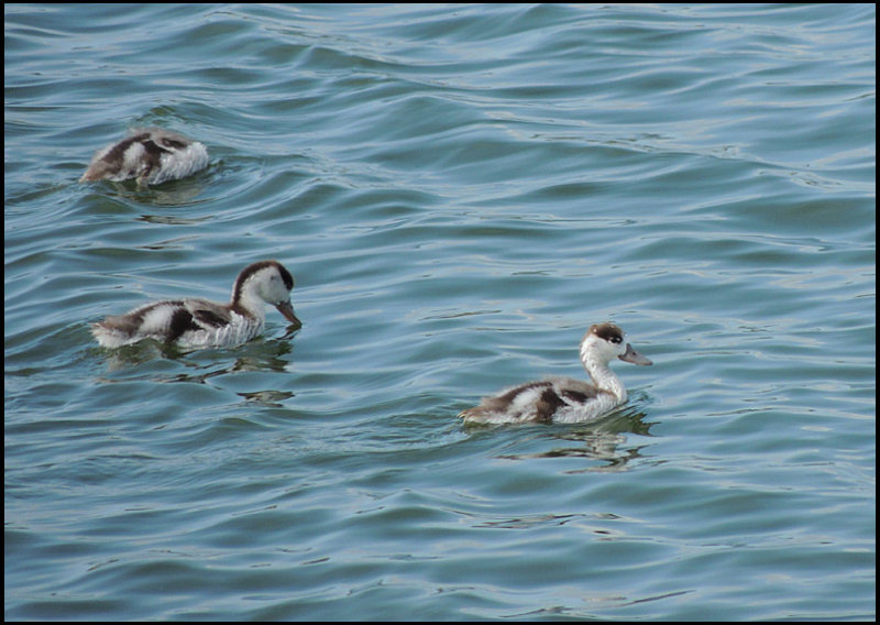 Common Shellduck, juveniles - Gravand.jpg