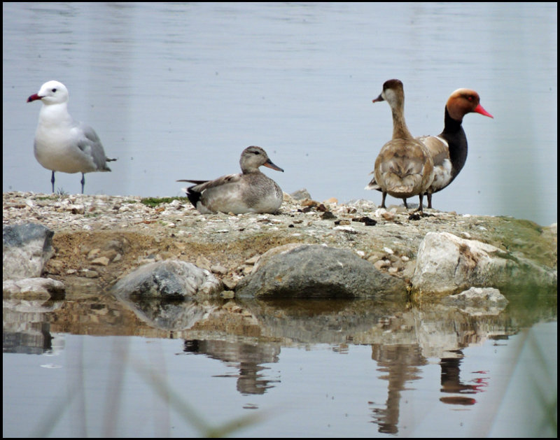  Audouin's Gull, Gadwall and Red-crested Pochard.jpg