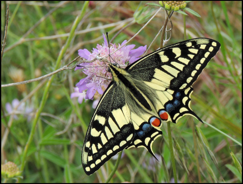 Swallowtail - Makaonfjril.jpg