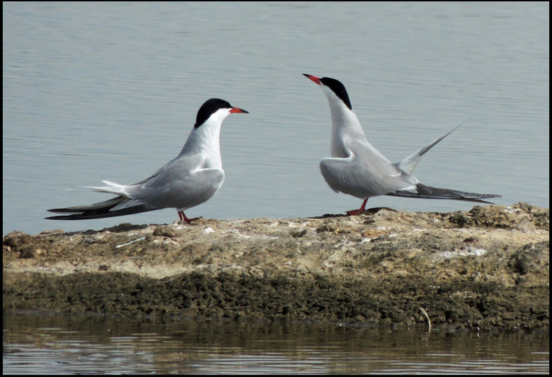 Common Terns - Fisktrnor.jpg