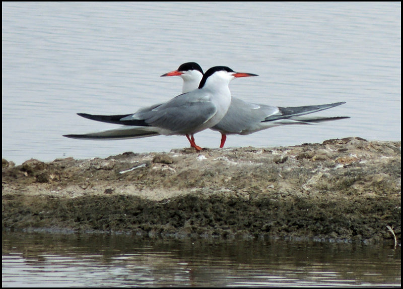 Common Terns - Fisktrnor.jpg