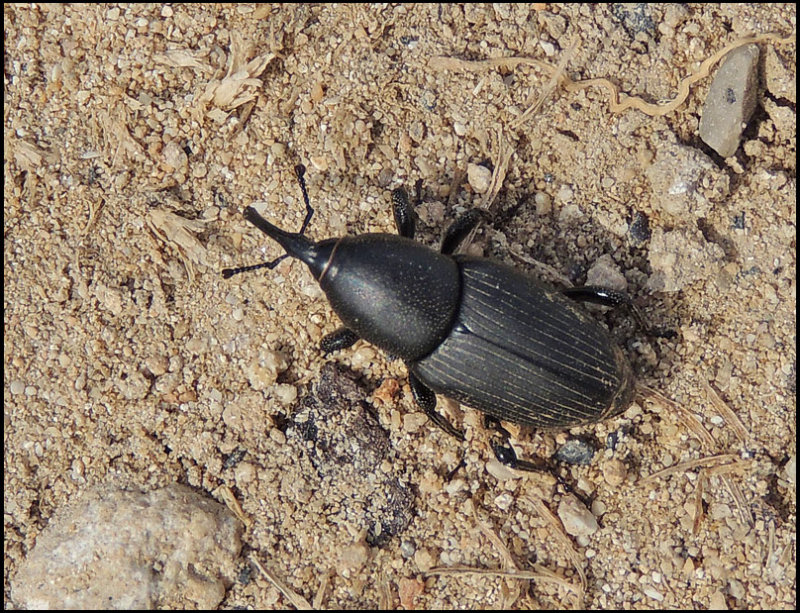 Palm Weevil - Rhynchophorus phoeenicis var nigra.jpg