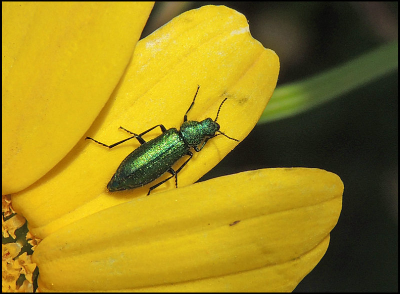 Chrysanthia viridissima - Grn blombagge.jpg