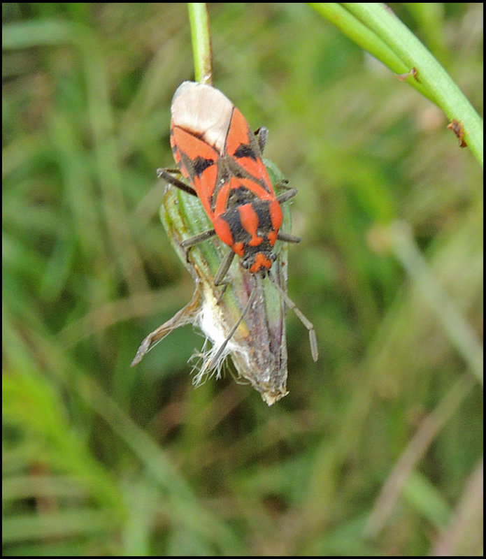 Spilostethus pandurus.jpg