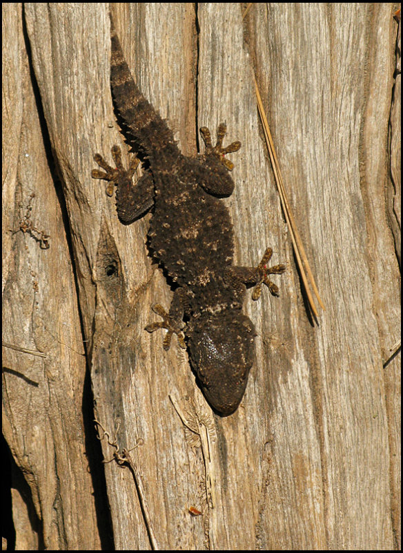 Moorish Gecko - Tarentola mauritanica.jpg