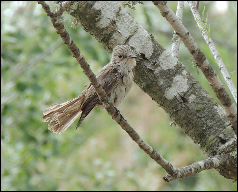 Grey Flycatcher after a bath.jpg