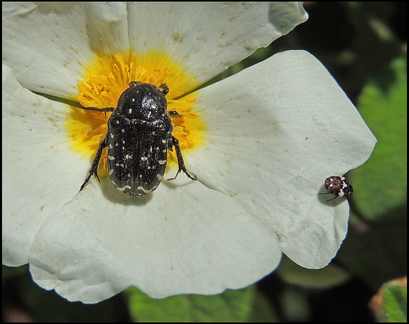 Oxythyrea cinctella and a Carpet Beetle.jpg