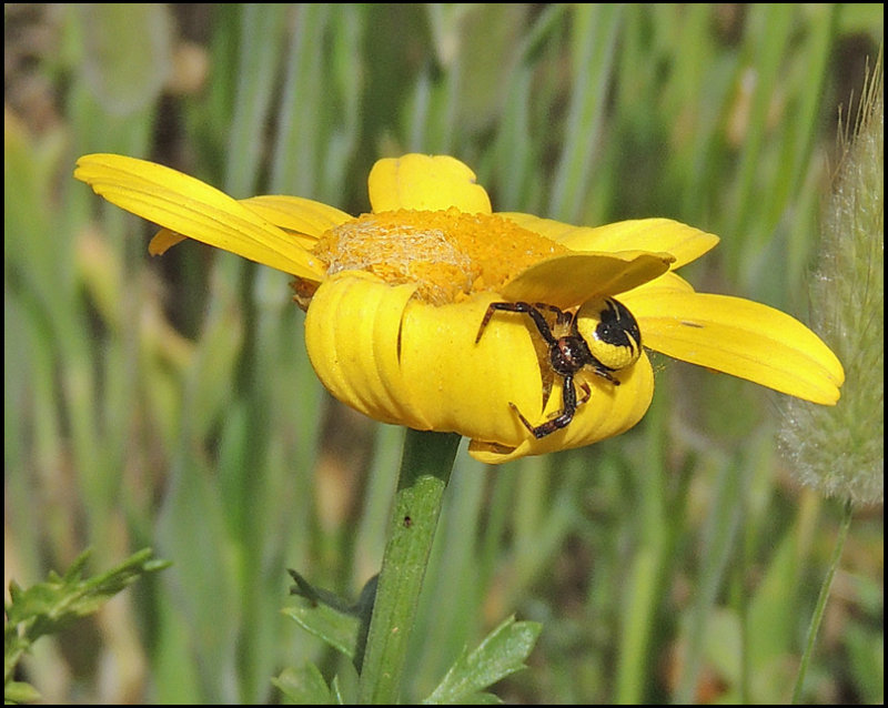 Synaema globosum.jpg