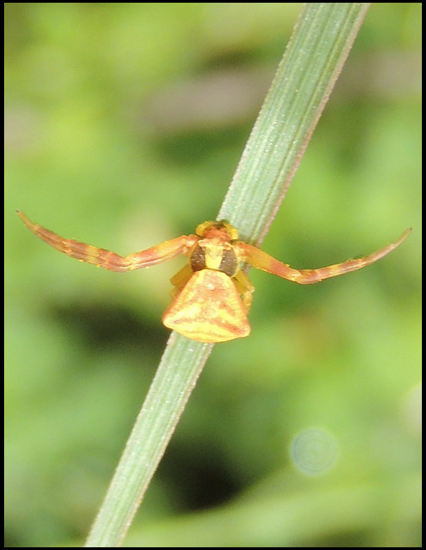 Thomisus onustus.jpg