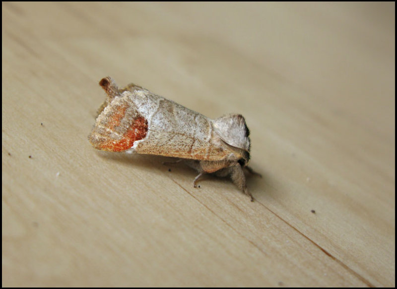 Rdgr hgstjrt - Clostera curtula -.jpg