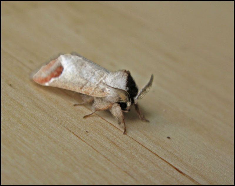 Rdgr hgstjrt - Clostera curtula - 2.jpg