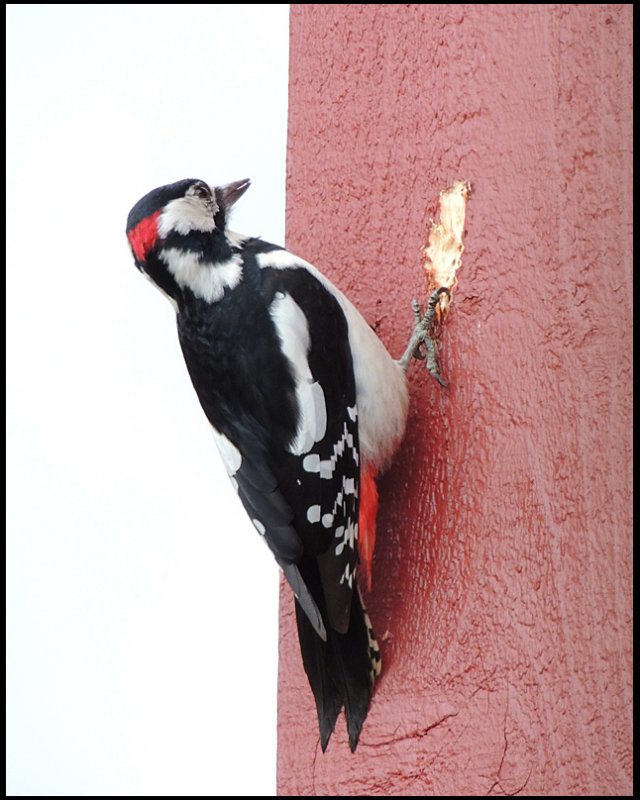 Great Spotted Woodpecker - Dendrocopus major.jpg