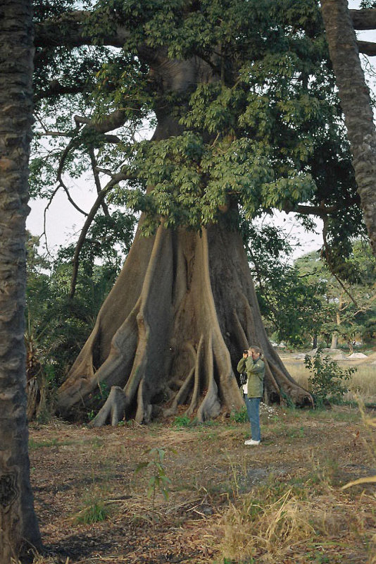 Kapok Tree.jpg
