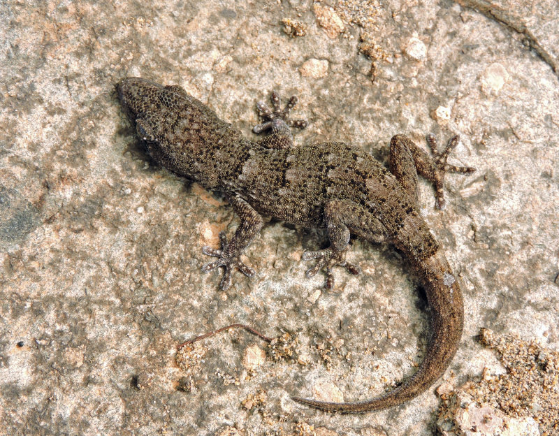 Gran Canaria Gecko.jpg