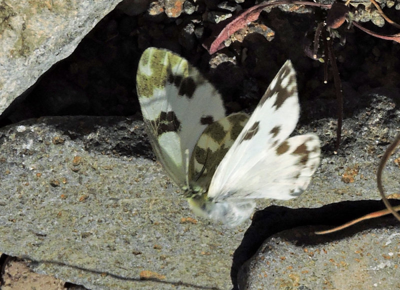 Pontia daplidice - Bath white.jpg