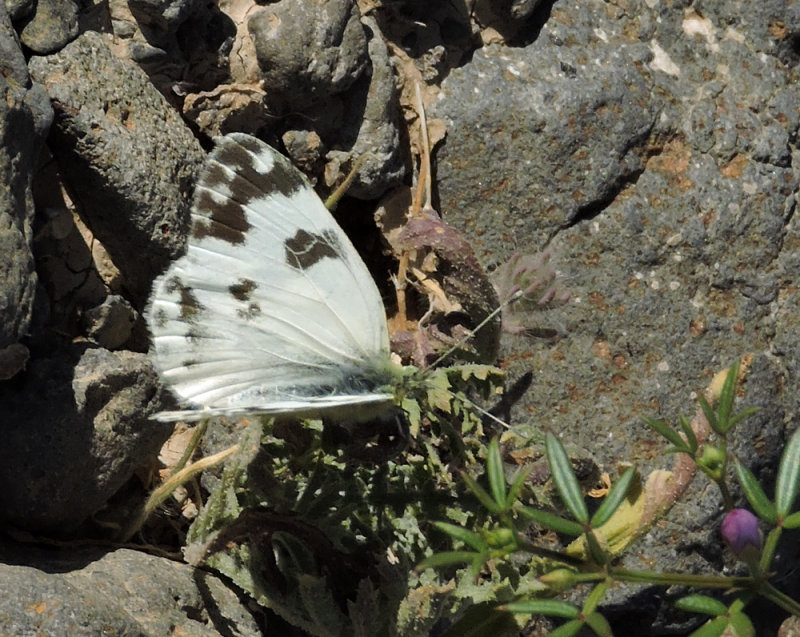 Pontia daplidice - Bath white 2.jpg