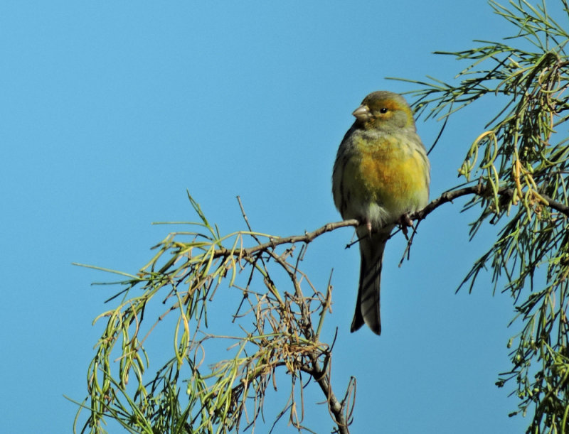 Birds of Gran Canaria