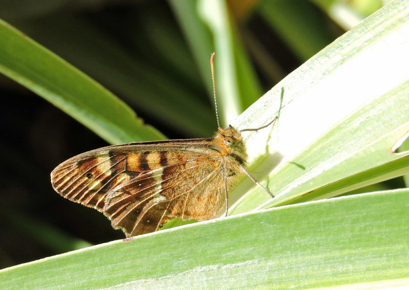 Pararge xiphioides - Canary Speckled Wood.jpg