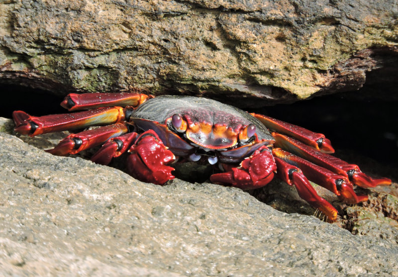 Rock crab.jpg