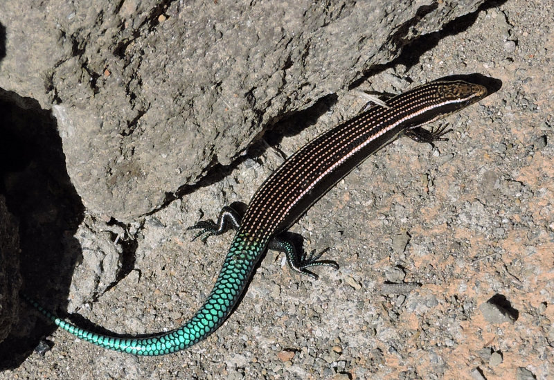 Gran Canaria Bluetailed Skink - Chalcides sexlineatus.jpeg