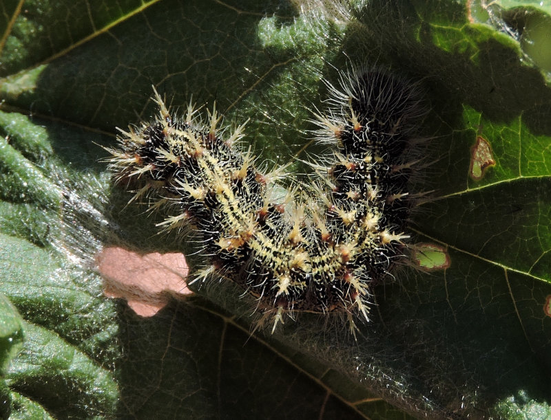 Vanessa cardui - Painted lady larva - 