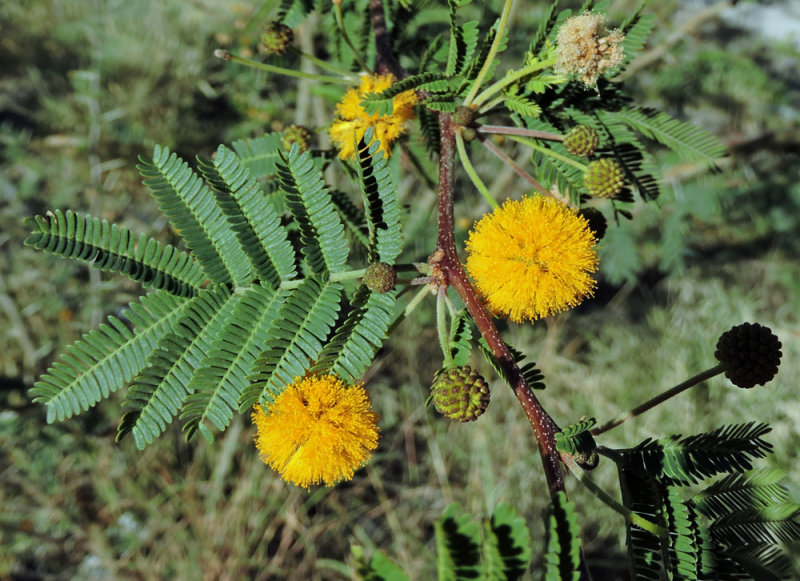 Acacia farnesiana.jpg