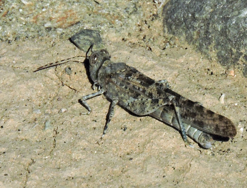 Oedipoda caerulescens - Blue-winged grasshopper - 