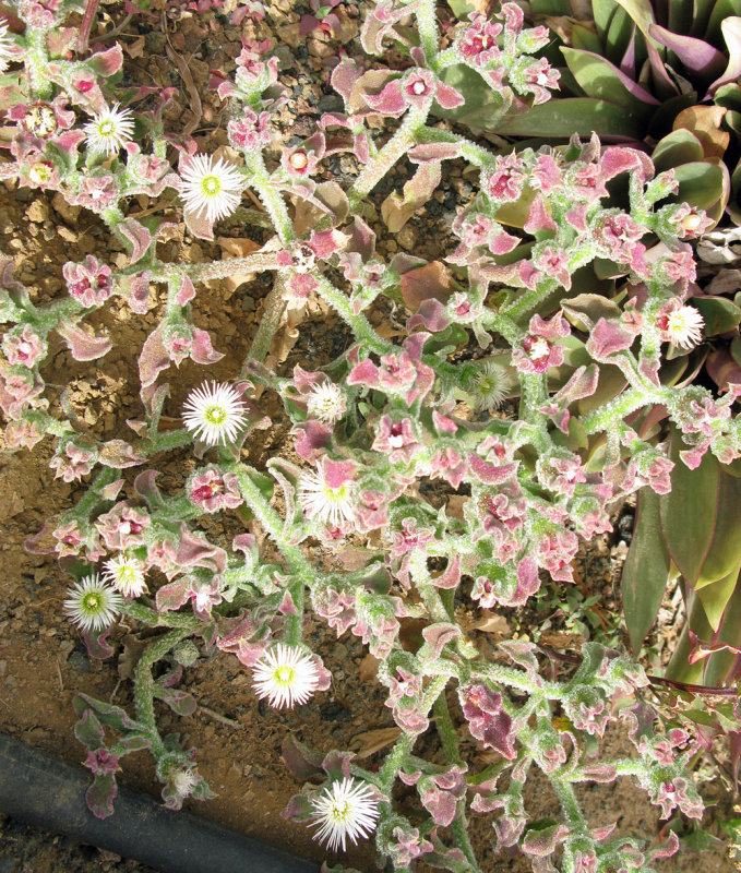 Mesembryanthemum crystallinum 2.jpg