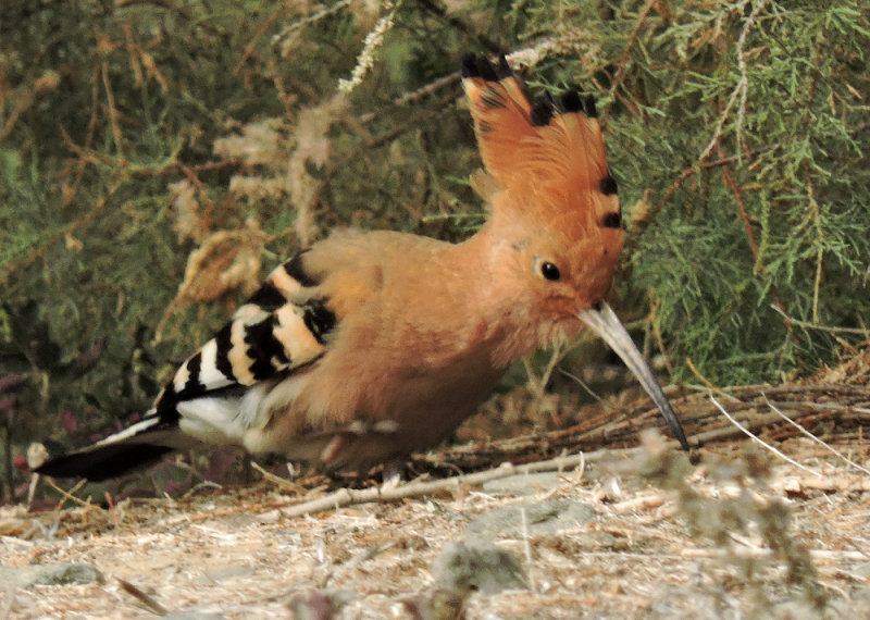 Hoopoe 2.jpg