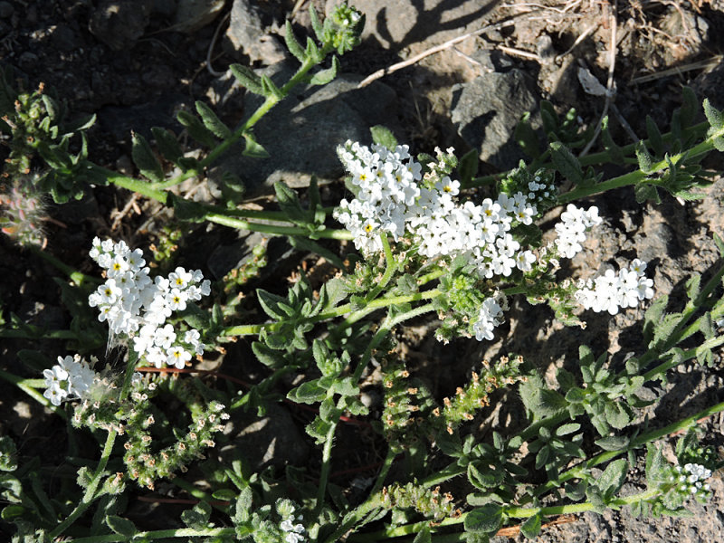 Heliotropium ramosissimum 1.jpg