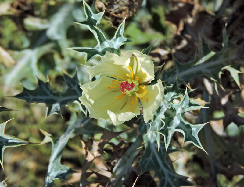 Argemone ochroleuca.jpg