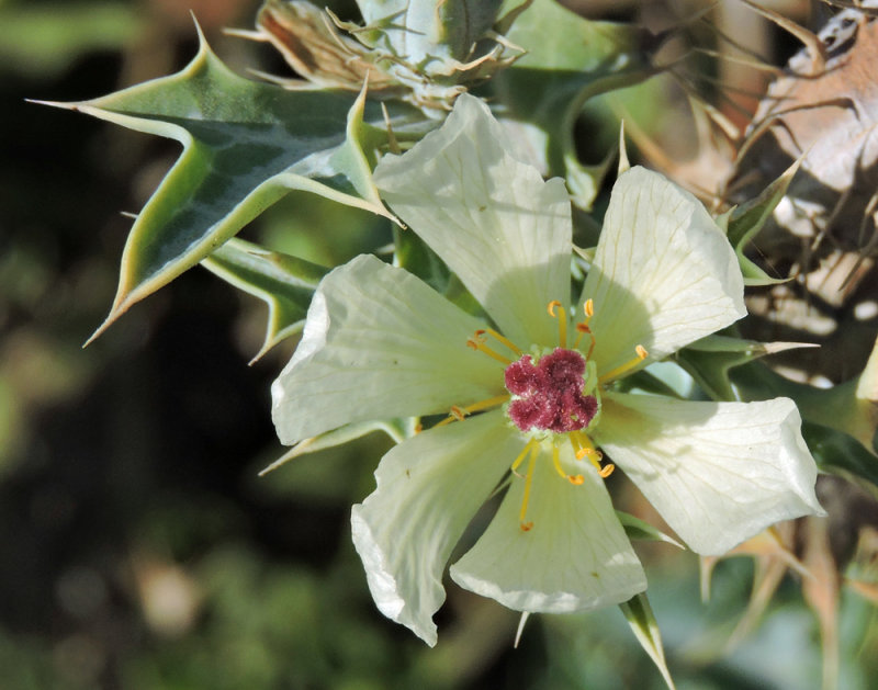 Wild and cultivated flowers of Gran Canaria
