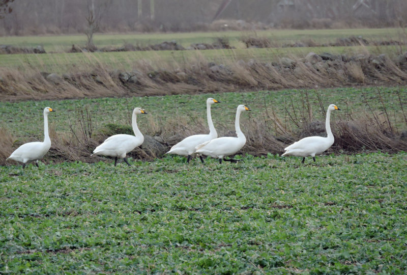 Whooper Swans - Sngsvan .jpg