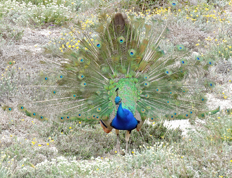 Peacock displaying - Pfgel .jpg