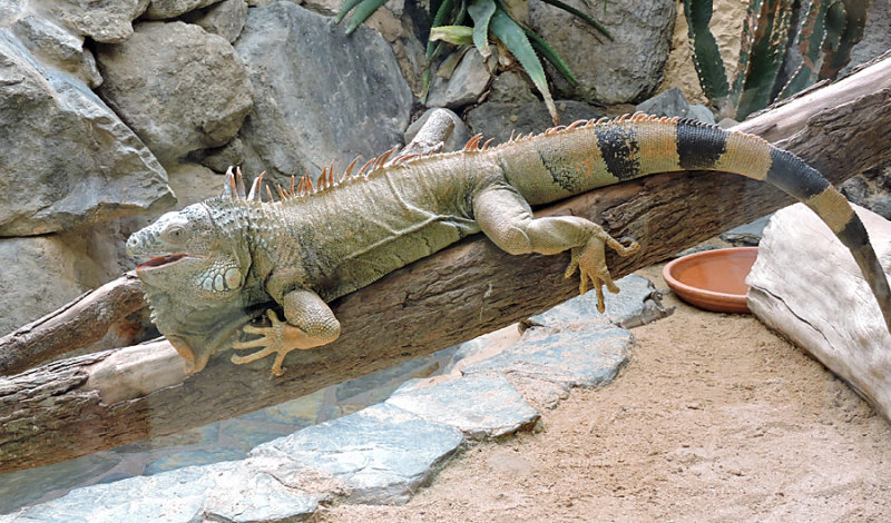 Green Iguana 2.jpg