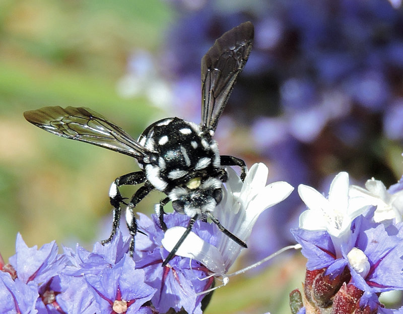 Thyreus histrionicus - Cuckoo bee .jpg