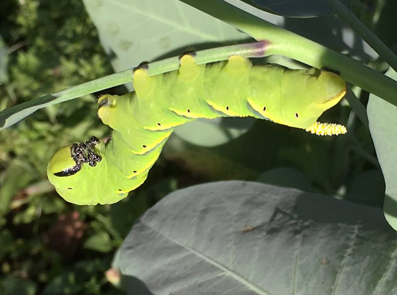 Death-head Hawkmoth larva