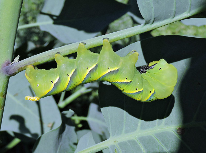 Death-head Hawkmoth larva
